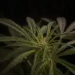 Solar Panel Zamnesia