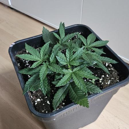 The gassy one SuperSativaSeedClub