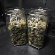 Slurricane Zamnesia