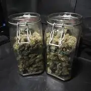 Slurricane Zamnesia