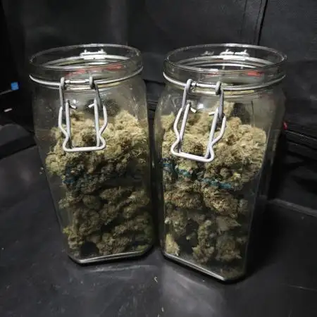 Slurricane Zamnesia