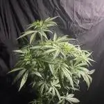 Solar Panel Zamnesia