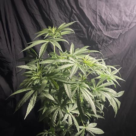 Solar Panel Zamnesia