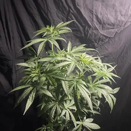 Solar Panel Zamnesia