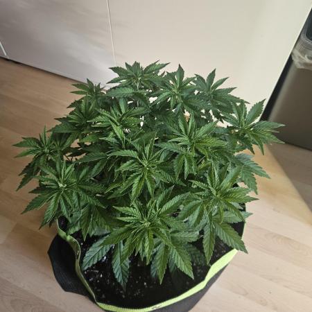 Permanent Bluez Izi Seeds