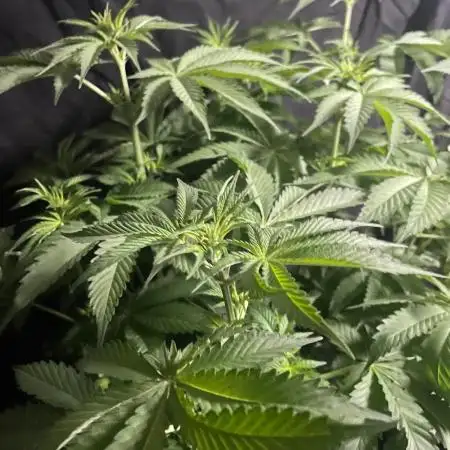 Monster Maker Sweet Seeds