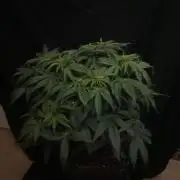 Milkyway F1 Auto RQS