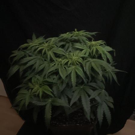 Milkyway F1 Auto RQS