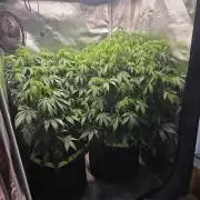 Lemon Cherry Gelato Auto Zamnesia