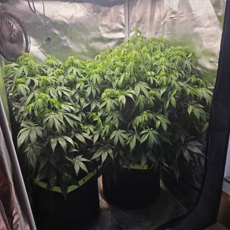 Lemon Cherry Gelato Auto Zamnesia