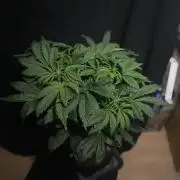 Tropicana Cookies Auto Zamnesia