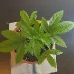 Biscotti Zamnesia