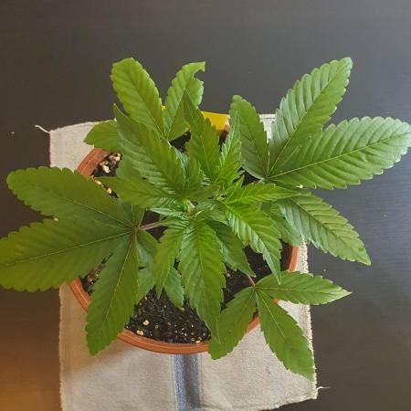 Biscotti Zamnesia