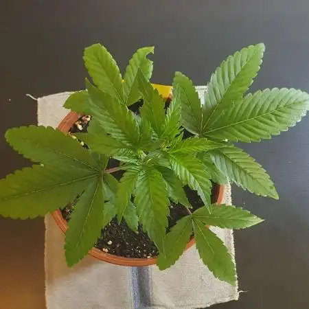 Biscotti Zamnesia