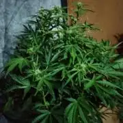 Tropicana Cookies Auto Zamnesia