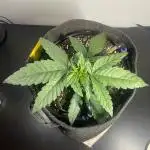Solar Panel Zamnesia