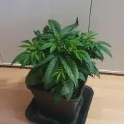 Permanent Marker Autoseeds