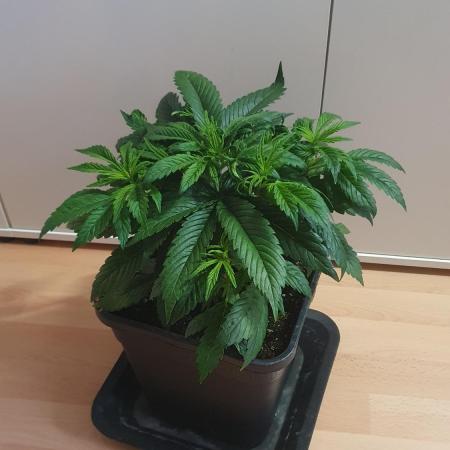 Permanent Marker Autoseeds