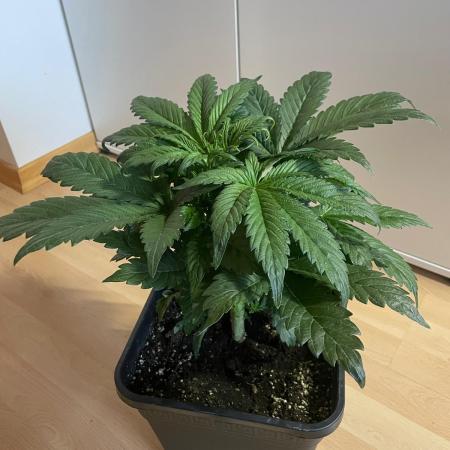 Tropicana Cookies Auto Zamnesia