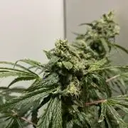 Black Runtz Weedseedsexpress