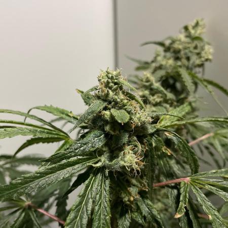 Black Runtz Weedseedsexpress