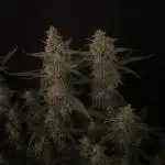 Banana Blaze Auto Dutch Passion
