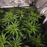 Permanent Bluez Izi Seeds