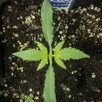 Banana Blaze Auto Dutch Passion