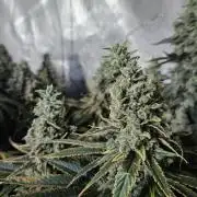Slurricane Zamnesia