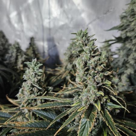Slurricane Zamnesia