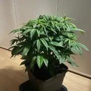 Permanent Marker Autoseeds