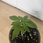 Permanent Bluez Isi Seeds