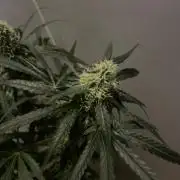 Solar Panel Zamnesia