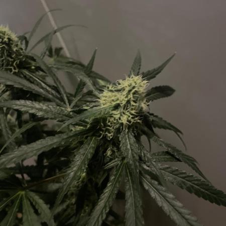 Solar Panel Zamnesia