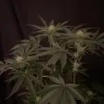 Black Diamond Zamnesia