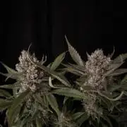 Diablo Delights XL Auto Sweetseeds