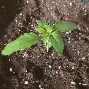 Milkyway F1 Auto RQS