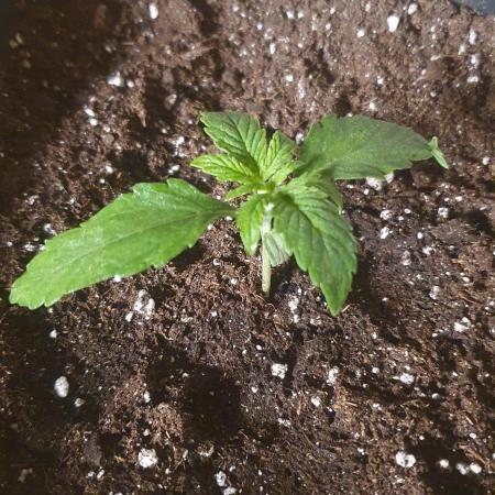 Milkyway F1 Auto RQS