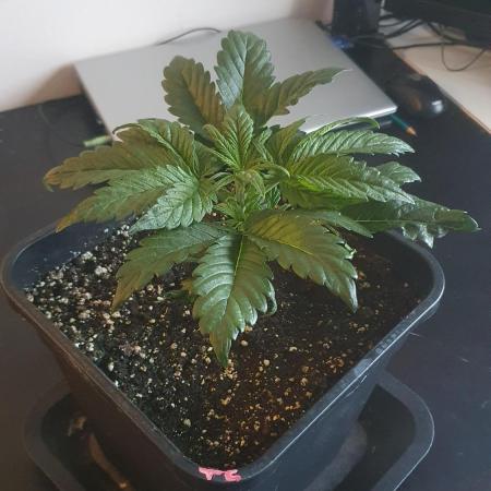 Tropicana Cookies Auto Zamnesia