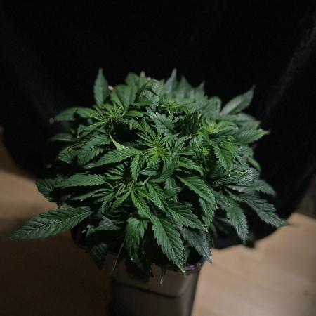 Jelly Donutz Auto Humboldt