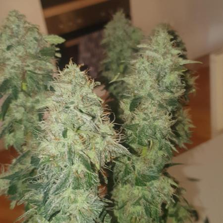 Runtz Automatic Barneys Farm