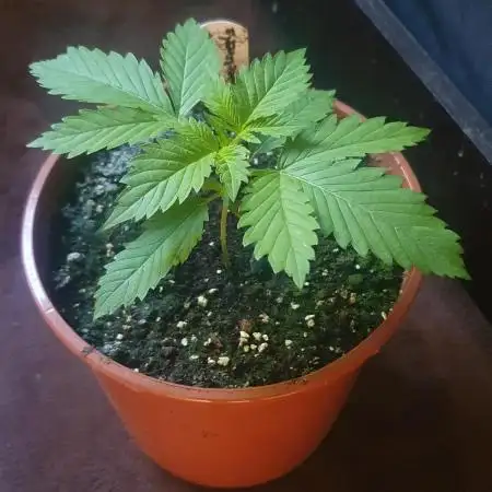 Monster Maker Sweet Seeds