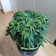 The gassy one SuperSativaSeedClub