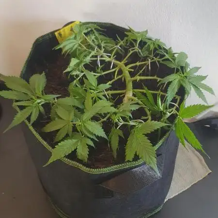 Banana Blaze Auto Dutch Passion