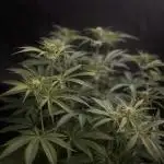 Black Runtz Weedseedsexpress