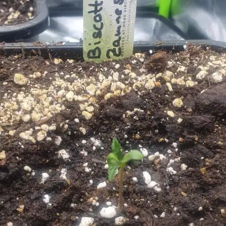 Biscotti Zamnesia