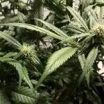 Diablo Delights XL Auto Sweetseeds