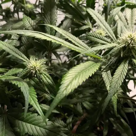 Diablo Delights XL Auto Sweetseeds