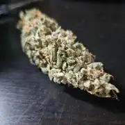 FumePop Auto Orginalsensibleseeds