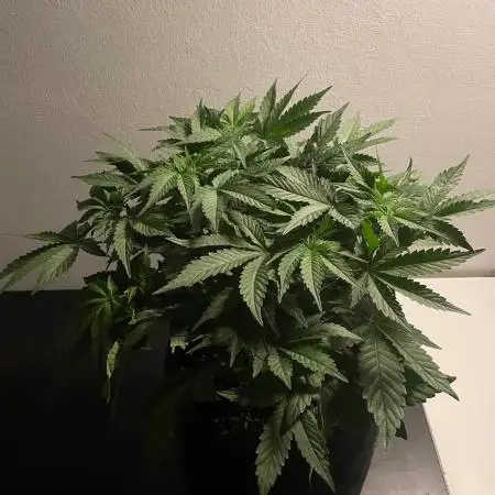 Black Diamond Zamnesia